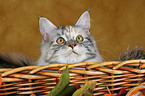 Maine Coon in basket