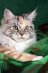 lying Maine Coon