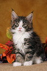 Maine Coon Kitten