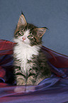 Maine Coon Kitten