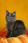 young Maine Coon