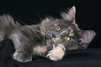 lying Maine Coon