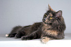 lying Maine Coon