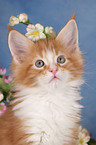 Maine Coon Kitten