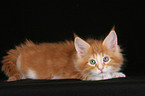 Maine Coon Kitten