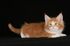 Maine Coon Kitten