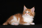 Maine Coon Kitten