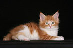 Maine Coon Kitten