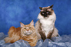 Maine Coon & Ragdoll