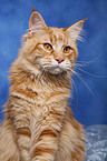 Maine Coon