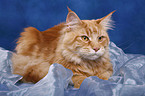 Maine Coon