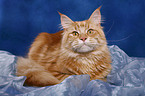 Maine Coon