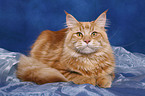 Maine Coon