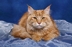 Maine Coon