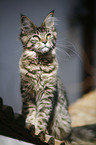 Maine Coon