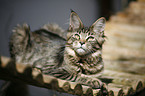 Maine Coon