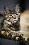 Maine Coon