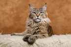 Maine Coon