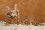 Maine Coon Kitten