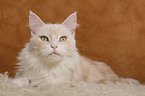 Maine Coon