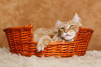 Maine Coon in basket