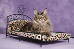 Maine Coon on cat bed