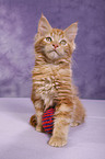 Maine Coon Kitten