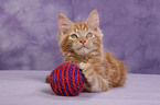 Maine Coon Kitten