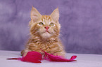 Maine Coon Kitten