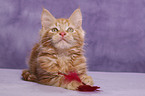 Maine Coon Kitten