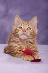 Maine Coon Kitten