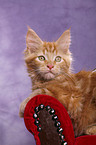 Maine Coon Kitten