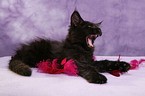 Maine Coon Kitten