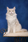 sitting Maine Coon