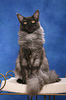 sitting Maine Coon