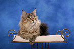 lying Maine Coon