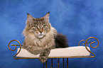 lying Maine Coon