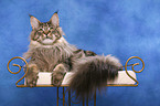 lying Maine Coon