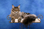 lying Maine Coon