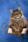 Maine Coon