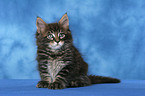 Maine Coon Kitten