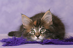 Maine Coon Kitten