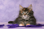 Maine Coon Kitten