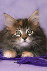 Maine Coon Kitten