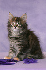 Maine Coon Kitten