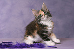 Maine Coon Kitten