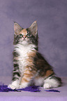 Maine Coon Kitten