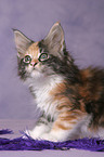 Maine Coon Kitten