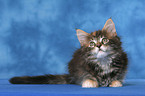 Maine Coon Kitten