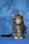 Maine Coon Kitten